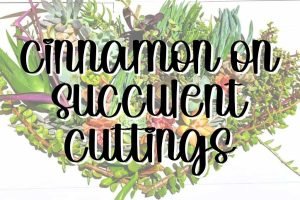 Feature cinnamon on succulent cuttings
