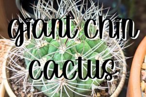 Feature gymnocalycium saglionis giant chin cactus growing tips