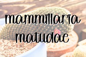 Feature mammillaria matudae flower