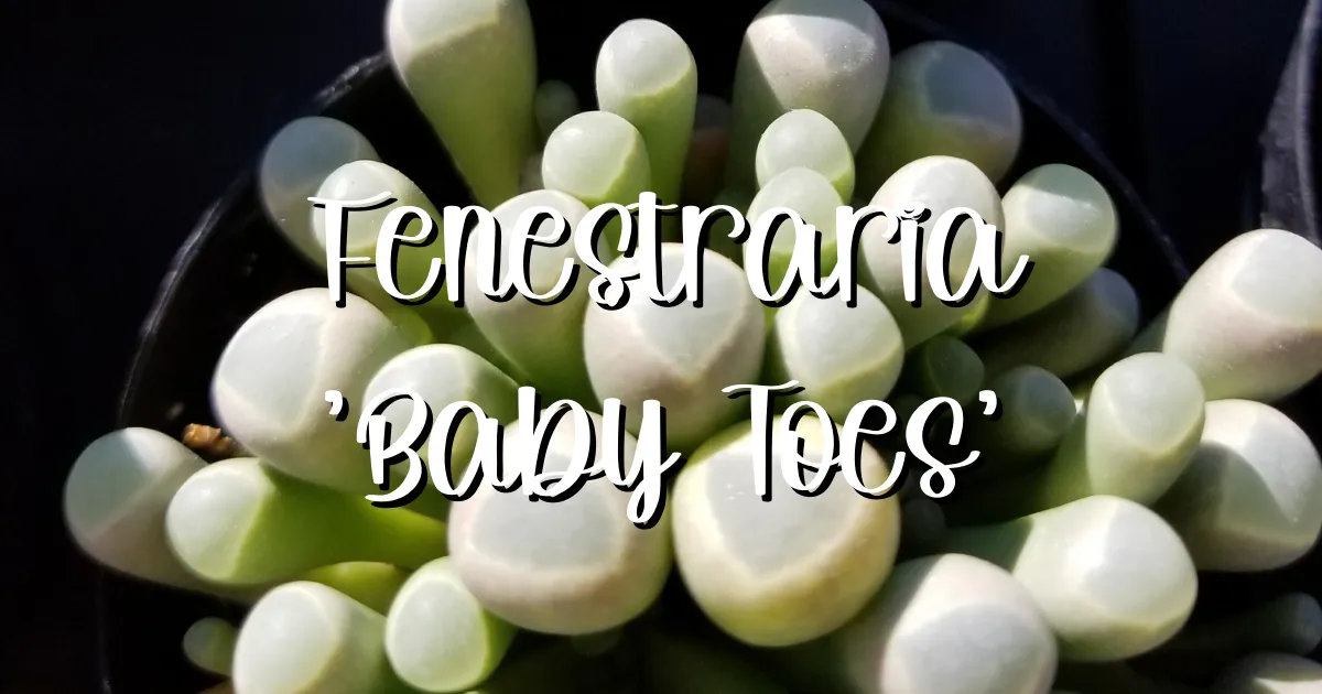 Fenestraria baby toes succulent feature baby toes