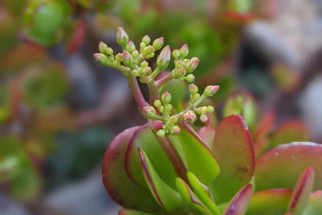 Flower buds forming on crassula ovata jade plant jade plant