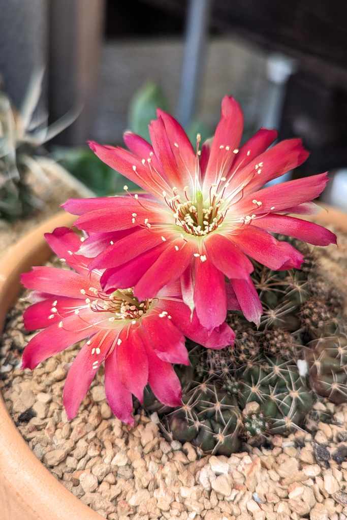 Flowering cactus echinopsis ancistrophora subs arachnacantha cactus bloom