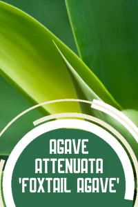 Foxtail agave attenuata zone 10