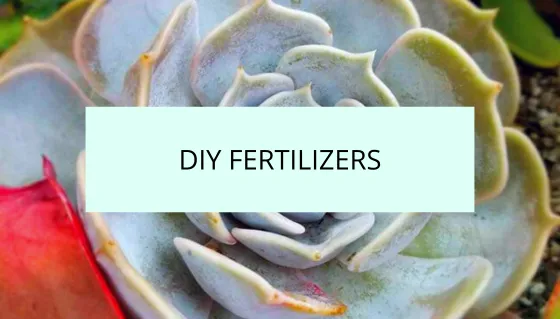Diy fertilizers