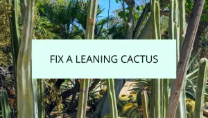Fp leaning cactus succulents