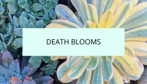 Fp monocarpic death blooms succulents