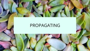 Fp propagating succulents