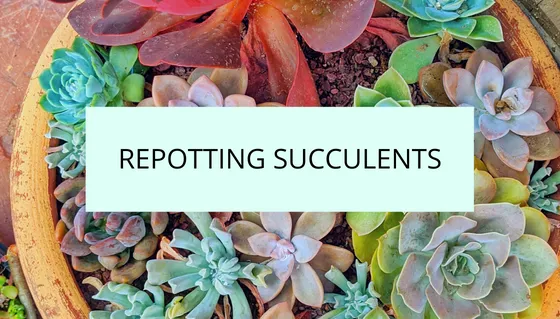 How and when to repot succulents