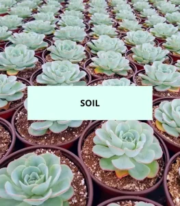 Fp soil 1
