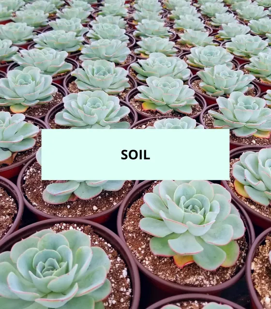 Fp soil 1 agave and