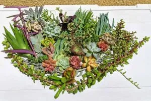 Free succulent groups online