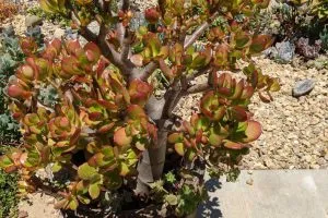 Full sun is great for crassula ovata jade plant