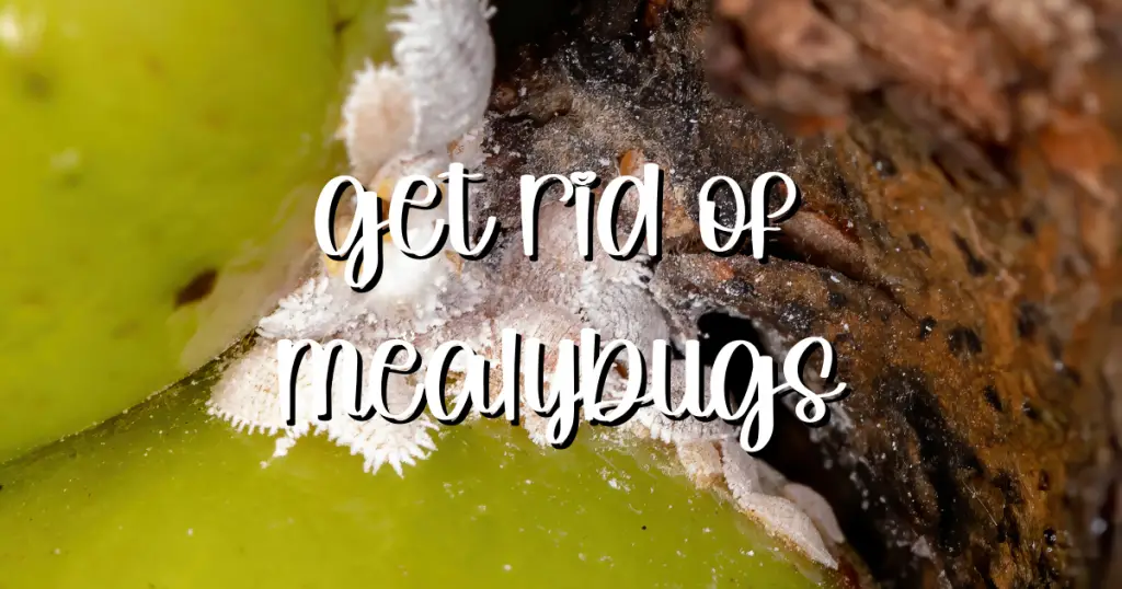 Get rid of mealybugs 1024x538 1 succulent pest, disease, mealybug, rot, fungus
