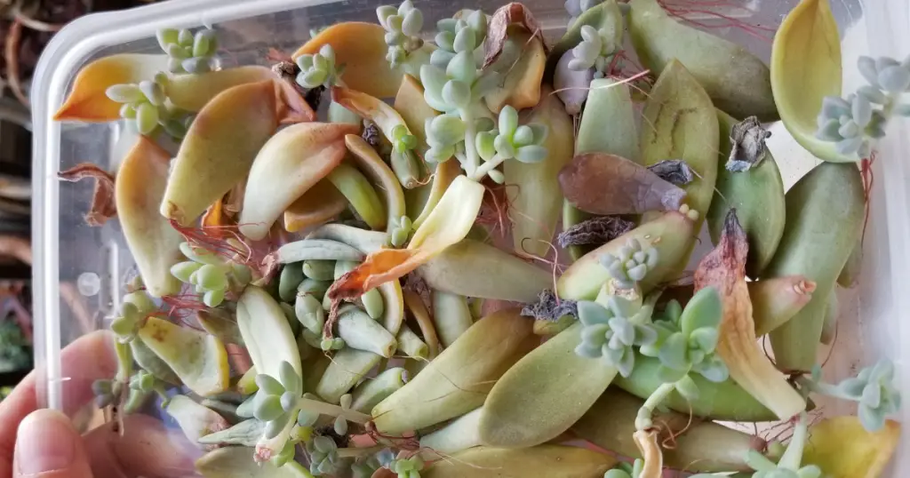 Ghost plants are the easiest succulent to propagate in my opinion 1024x538 1 propagating succulents, propagating succulent leaves, propagating succulents in water, propagating, cuttings