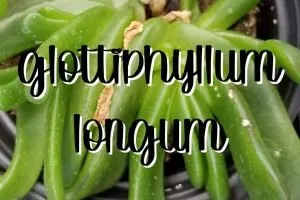 Glottiphyllum longum feature
