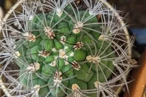 Gymnocalycium saglionis giant chin cactus