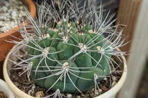 Gymnocalycium saglionis giant chin cactus care