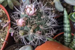 Gymnocalycium saglionis giant chin cactus flowers