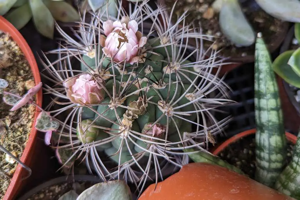 Gymnocalycium saglionis giant chin cactus flowers gymnocalycium saglionis