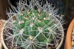 Gymnocalycium saglionis giant chin cactus growing tips