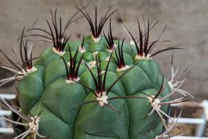 Gymnocalycium saglionis giant chin cactus red spines