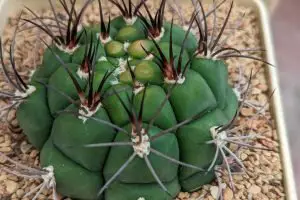 Gymnocalycium saglionis giant chin cactus yellow spots