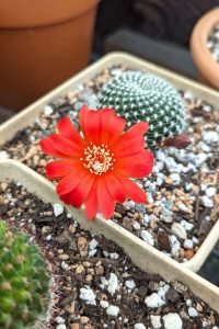 How long do cactus blooms last not long enough