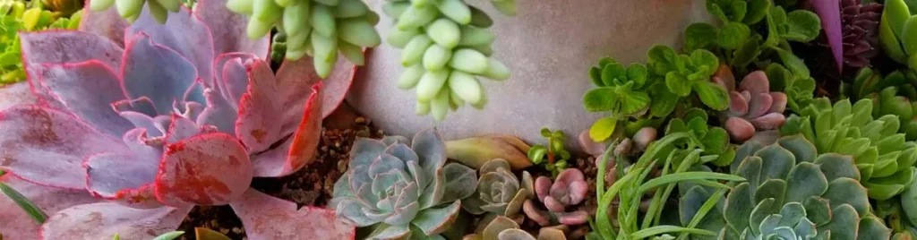 How much water do succulent plants need 2 water succulents,overwatering,underwatering,underwatered succulents
