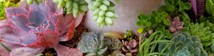 How much water do succulent plants need 2