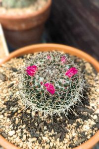 How often does cactus bloom sometimes multiple times a season