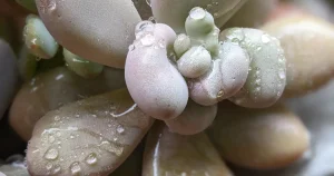 How often should i water my succulents