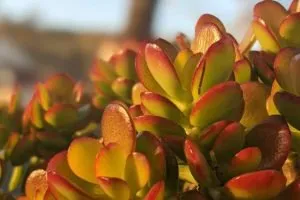 How to propagate crassula ovata jade plant