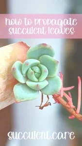 How to propagate succulent leaves 1 576x1024 1