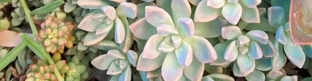 How to tell if a succulent needs more water water succulents,overwatering,underwatering,underwatered succulents