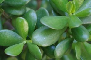 How to water crassula ovata jade plant