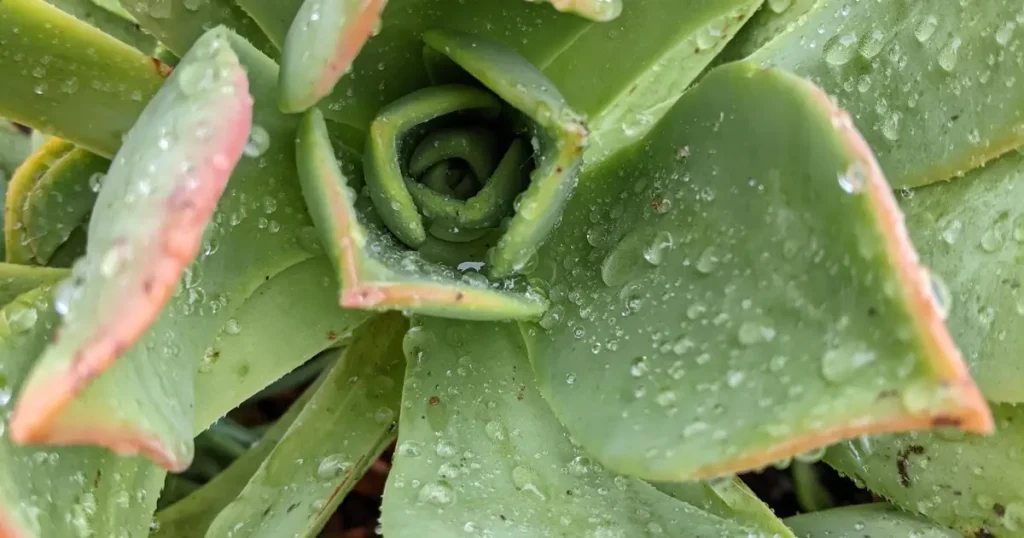 How to water succulents outdoors water succulents,overwatering,underwatering,underwatered succulents