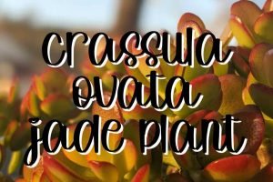 Jade plant crassula ovata featured