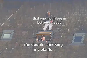 Mealybug succulent meme