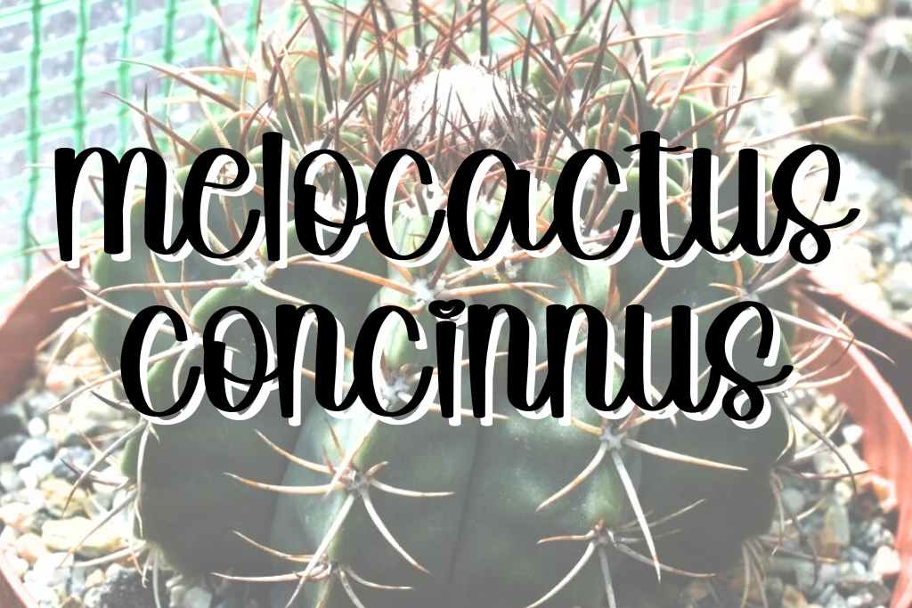 Melocactus concinnus feature melocactus concinnus