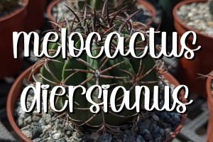 Melocactus diersianus feature