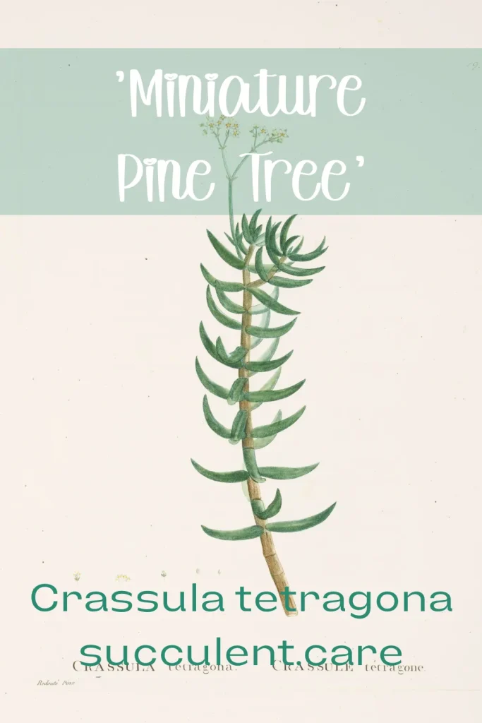 Miniature pine tree crassula tetragona care guide crassula tetragona 'miniature pine tree'