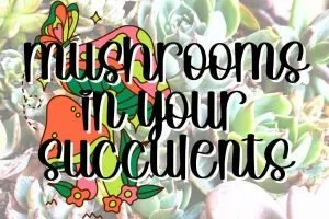 Mushrooms in your succulents 1