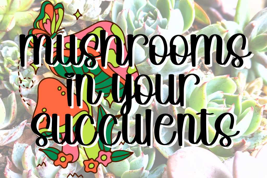 Mushrooms in your succulents