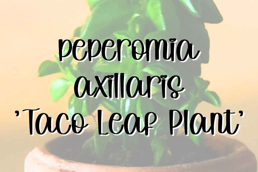 Peperomia axillaris taco leaf plant feature