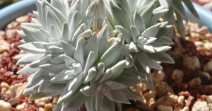 Powdery succulent leaf protection from sun