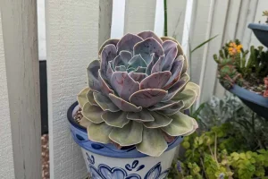 Repot into pots with good drainage holes