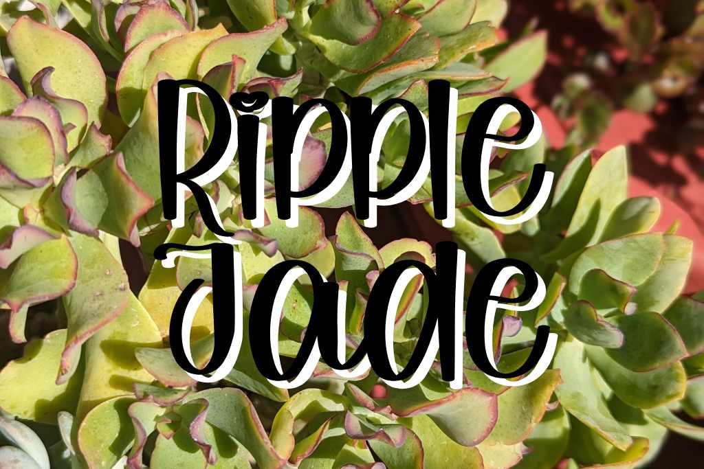 Ripple jade feature undulatifolia