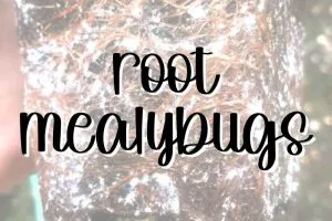 Root mealybugs feature