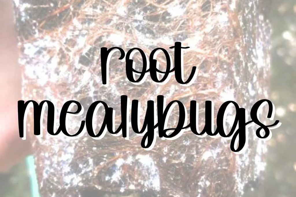 Root mealybugs feature root mealybugs
