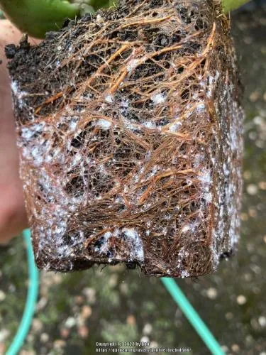 Root mealybugs root mealybugs